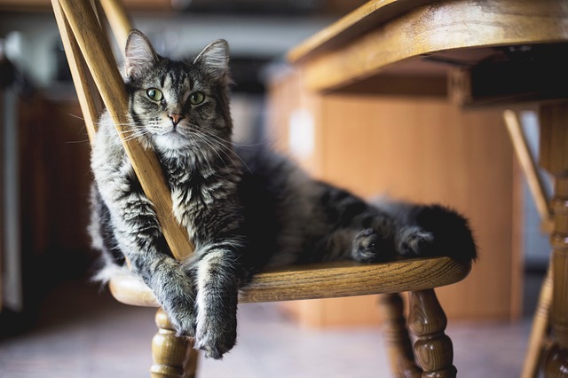 A cat in the house sitting on a wooden chair